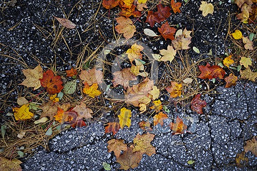 Colorful autumn maple leaves and pine needles on old pavement Colorful autumn maple leaves and pine needles on old pavement
