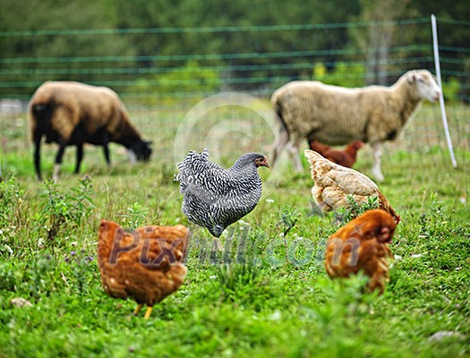 Chickens and sheep freely grazing on a small scale sustainable farm Chickens and sheep freely grazing on a small scale sustainable farm