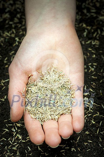 Grass seed held in hand over soil with planted seeds Grass seed held in hand over soil with planted seeds