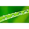 Macro closeup of water drops on green grass blade