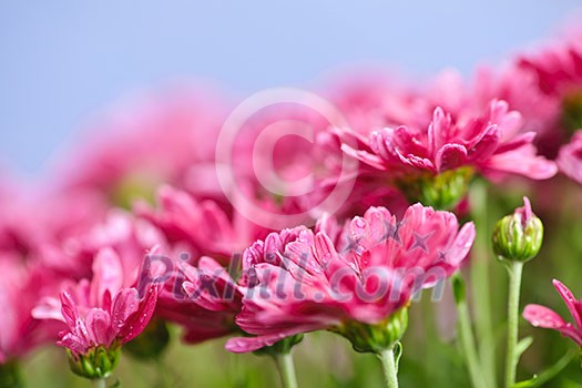 Closeup of pink mum flowers with raindrops