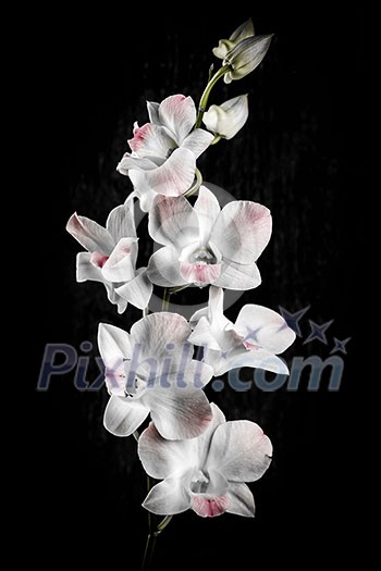 Pink and white orchid flowers on black background