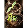 Potted seedlings growing in biodegradable peat moss pots close up