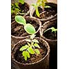 Potted seedlings growing in biodegradable peat moss pots close up