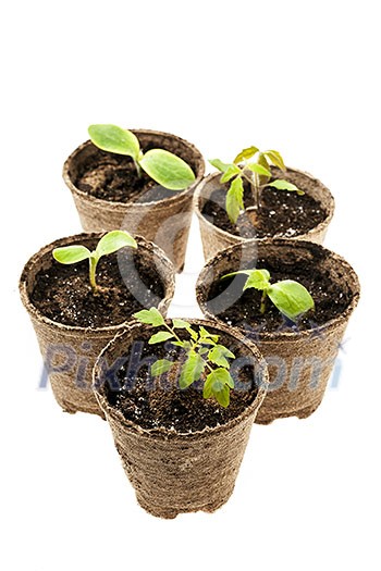 Several potted seedlings growing in biodegradable peat moss pots isolated on white background Several potted seedlings growing in biodegradable peat moss pots isolated on white background