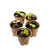 Several potted seedlings growing in biodegradable peat moss pots isolated on white background