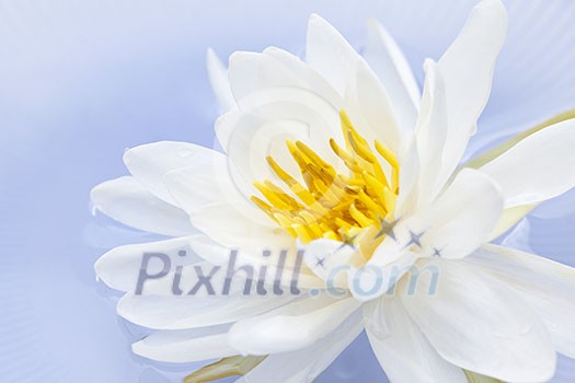 White lotus flower or water lily floating White lotus flower or water lily floating