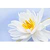 White lotus flower or water lily floating