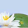 White lotus flower or water lily floating with copy space