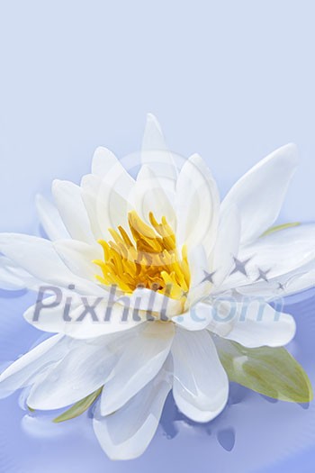 White lotus flower or water lily floating White lotus flower or water lily floating