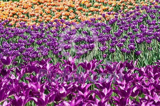 Field of pink and yellow tulips Field of pink and yellow tulips