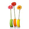 Bouquet from daisy-gerbera in glass vase isolated on white