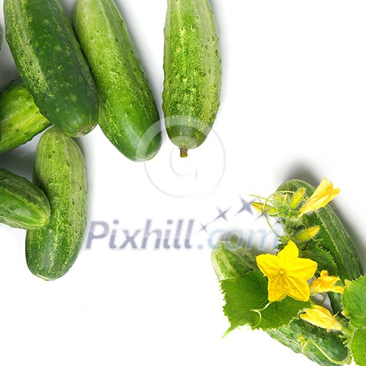 green cucumbers with leaves and flower isolated on white green cucumbers with leaves and flower isolated on white