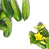 green cucumbers with leaves and flower isolated on white
