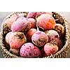 Close up on basket of many whole red and golden beets