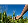 Hand in wheat field. Harvest and gold food agriculture  concept