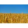 Golden wheat field with blue sky in background