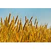 Golden wheat field with blue sky in background