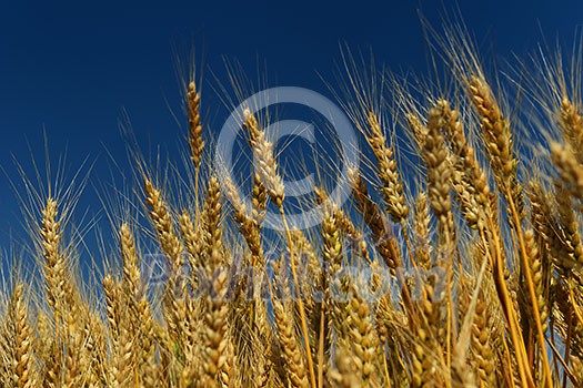 Golden wheat field with blue sky in background Golden wheat field with blue sky in background