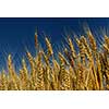 Golden wheat field with blue sky in background