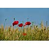 Field of Corn Poppy Flowers field background  Papaver rhoeas in Spring