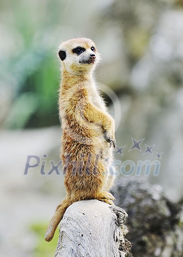 small animall in zoo small animall in zoo