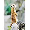 small animall in zoo