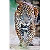 big wild cat animal in zoo