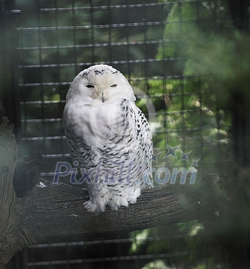 white owl and hawk in zoo white owl and hawk in zoo