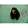 black wild bear in zoo 
