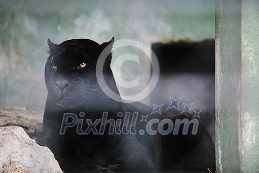 big wild cat animal in zoo big wild cat animal in zoo
