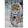 big wild cat animal in zoo
