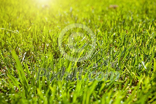 green background by the spring fresh grass green background by the spring fresh grass