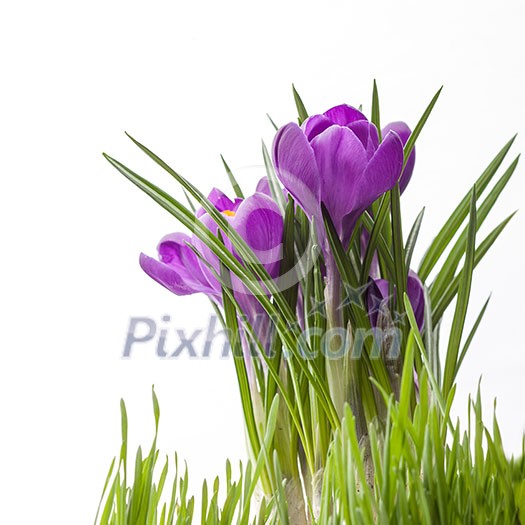 crocus bouquet with green grass isolated on white background crocus bouquet with green grass isolated on white background