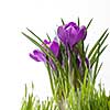 crocus bouquet with green grass isolated on white background