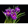 crocus bouquet isolated on black