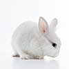 White rabbit isolated on white background