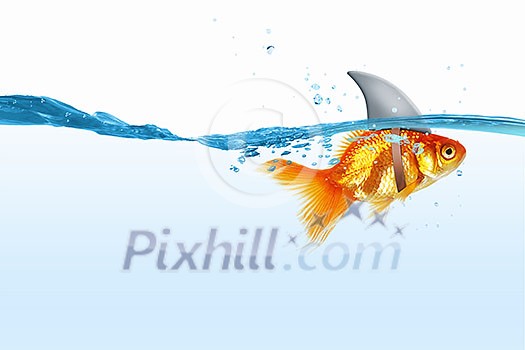 Little goldfish in water wearing shark fin to scare predators Little goldfish in water wearing shark fin to scare predators