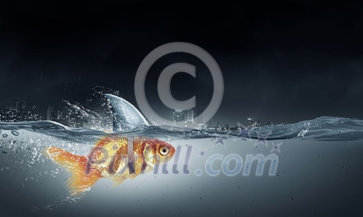 Little goldfish in water wearing shark fin to scare predators Little goldfish in water wearing shark fin to scare predators