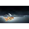 Little goldfish in water wearing shark fin to scare predators