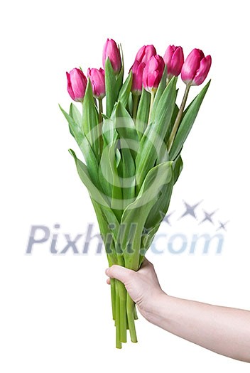 Hand with bouquet from pink tulips isolated on white Hand with bouquet from pink tulips isolated on white