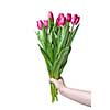 Hand with bouquet from pink tulips isolated on white