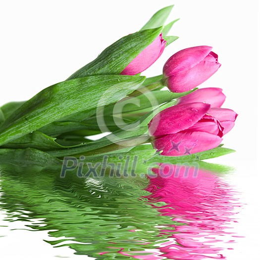 close-up pink tulips with water reflection isolated on white close-up pink tulips with water reflection isolated on white