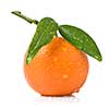 Tangerine with green leaves and water drops isolated on white