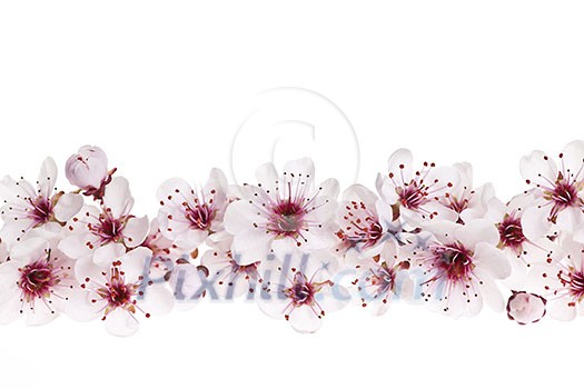 Border of beautiful cherry blossom flowers on white background Border of beautiful cherry blossom flowers on white background