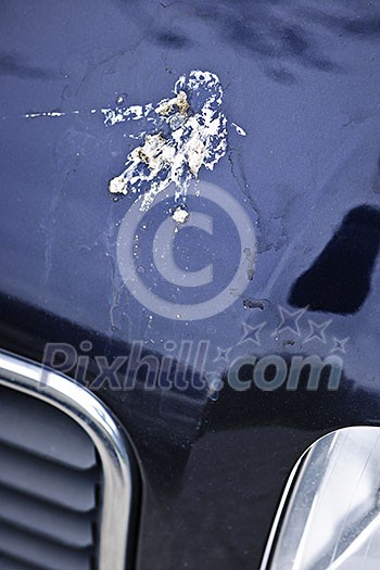 Closeup of bird droppings on car hood Closeup of bird droppings on car hood