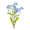 Arrangement of forget-me-not flowers with leaves isolated on white background