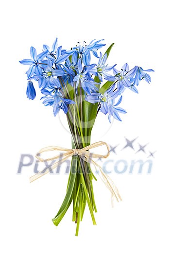 Bouquet of early blue spring flowers wood squill isolated on white background Bouquet of early blue spring flowers wood squill isolated on white background