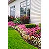 Flowerbed of colorful flowers against wall with windows