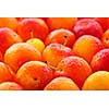 Freshly picked juicy plums as a background
